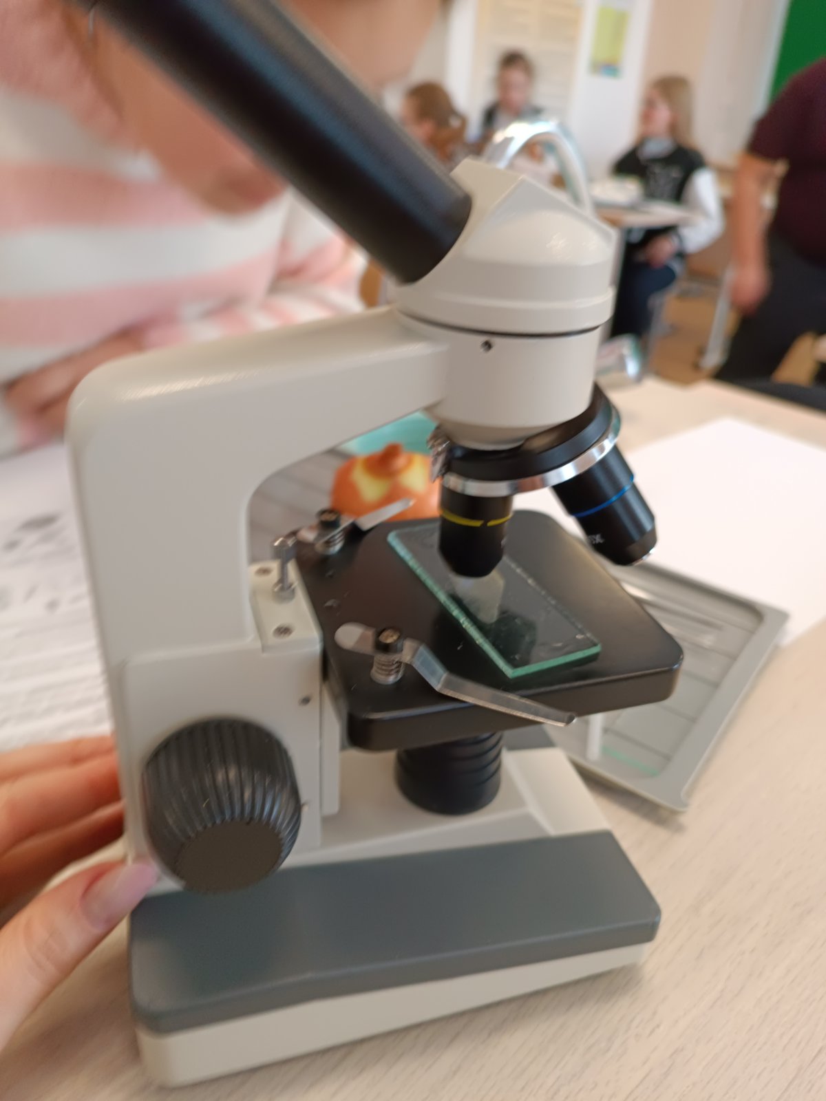 Лабораторная работа по биологии &amp;quot;Изучение клеток кожицы чешуи лука под лупой и микроскопом&amp;quot;.