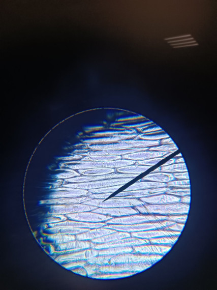 Лабораторная работа по биологии &quot;Изучение клеток кожицы чешуи лука под лупой и микроскопом&quot;.